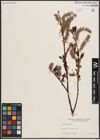 Foto von Salix discolor Muhl.